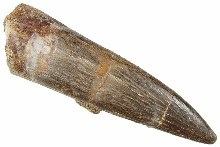Fossil Plesiosaur (Zarafasaura) Tooth - Morocco #296326
